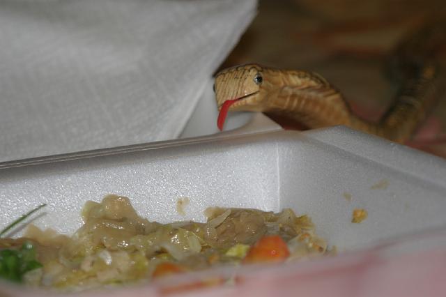 006 011.jpg - The snake is hungry !!